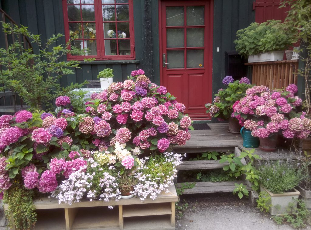 Hortensienblüte in Christiania